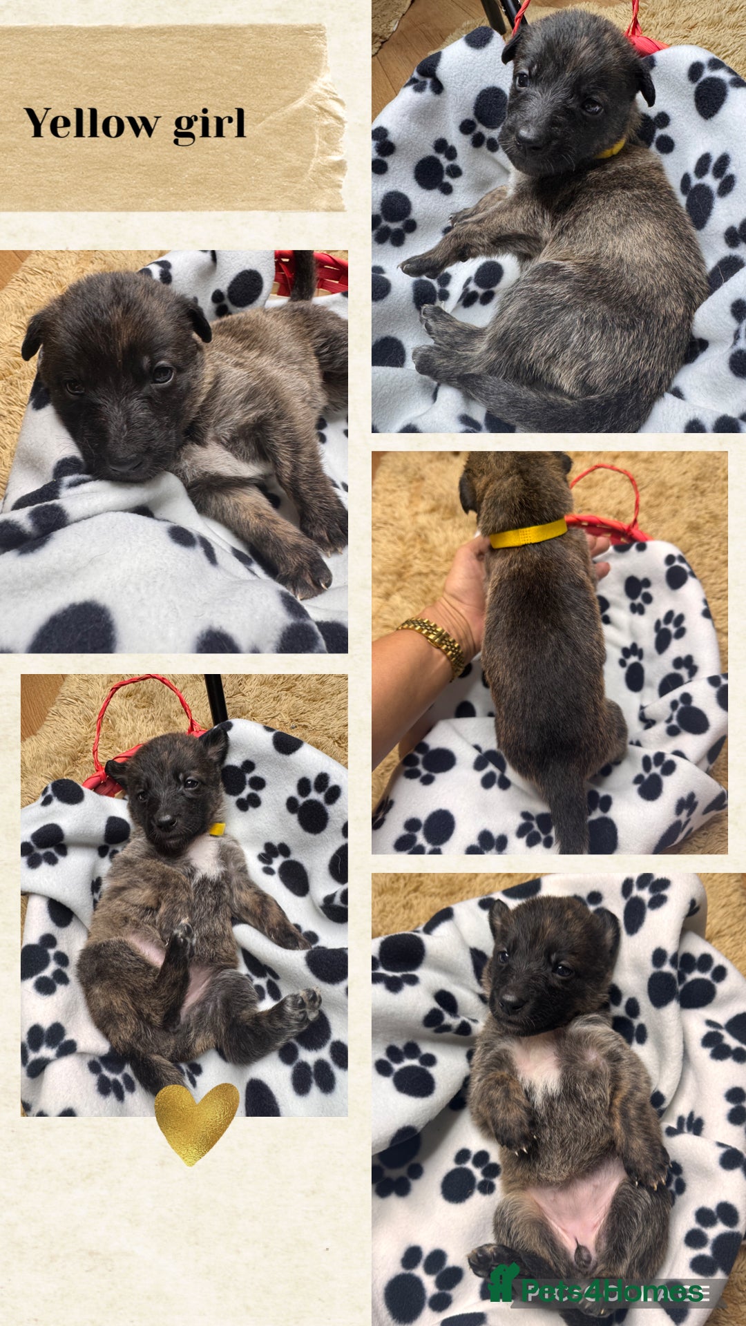 Belgian Shepherd Dog dogs for sale: 🐾 Belgian Malinois x Dutch Herder Puppies 🐾 - Image 4