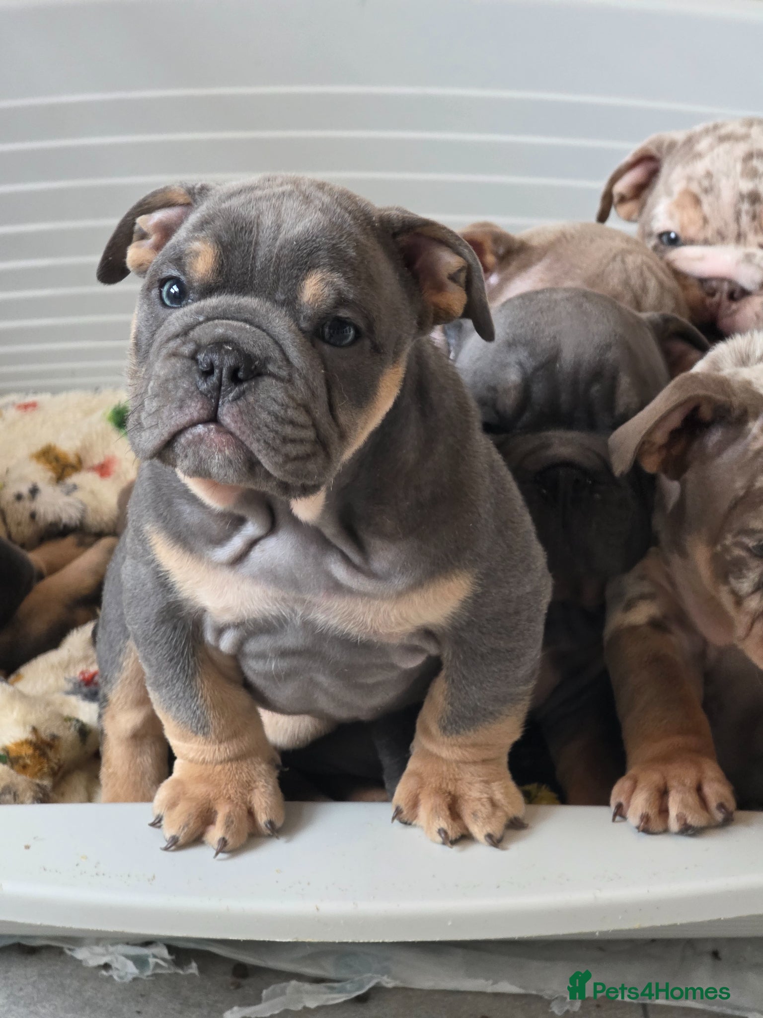 English Bulldog dogs british bulldog pups ready now  - Advert 6