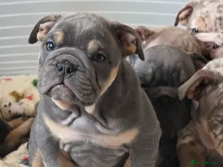 English Bulldog dogs british bulldog pups ready now - Advert 6