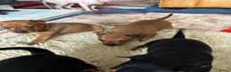 Miniature Pinscher dogs for sale: KC REG MINIATURE PINSCHER PUPPIES in Middlesbrough - Advert 6
