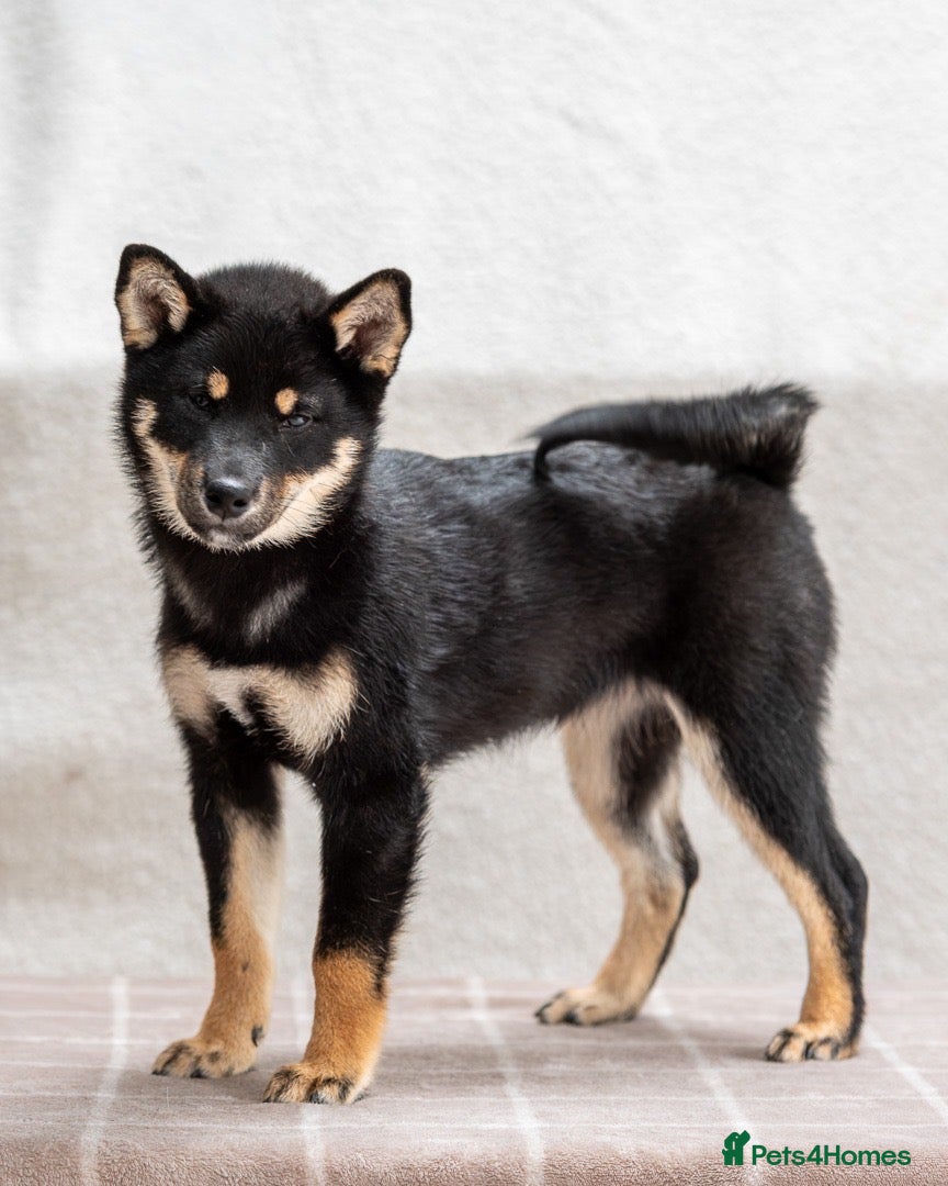 Japanese Shiba Inu dogs  Japanese lines, parents’ pedigree copies - Advert 1