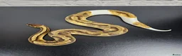 Python Snake reptiles for sale: Various Ball Pythons  - Advert 8