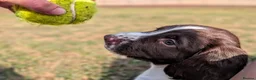 English Springer Spaniel dogs for sale: KC Registered Springer Spaniel Puppy in Stroud - Advert 3