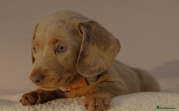 Miniature Dachshund dogs for sale:  🌟5StarsLicense+Holistic+KC+VetChecked+PRA Clear+ - Image 30