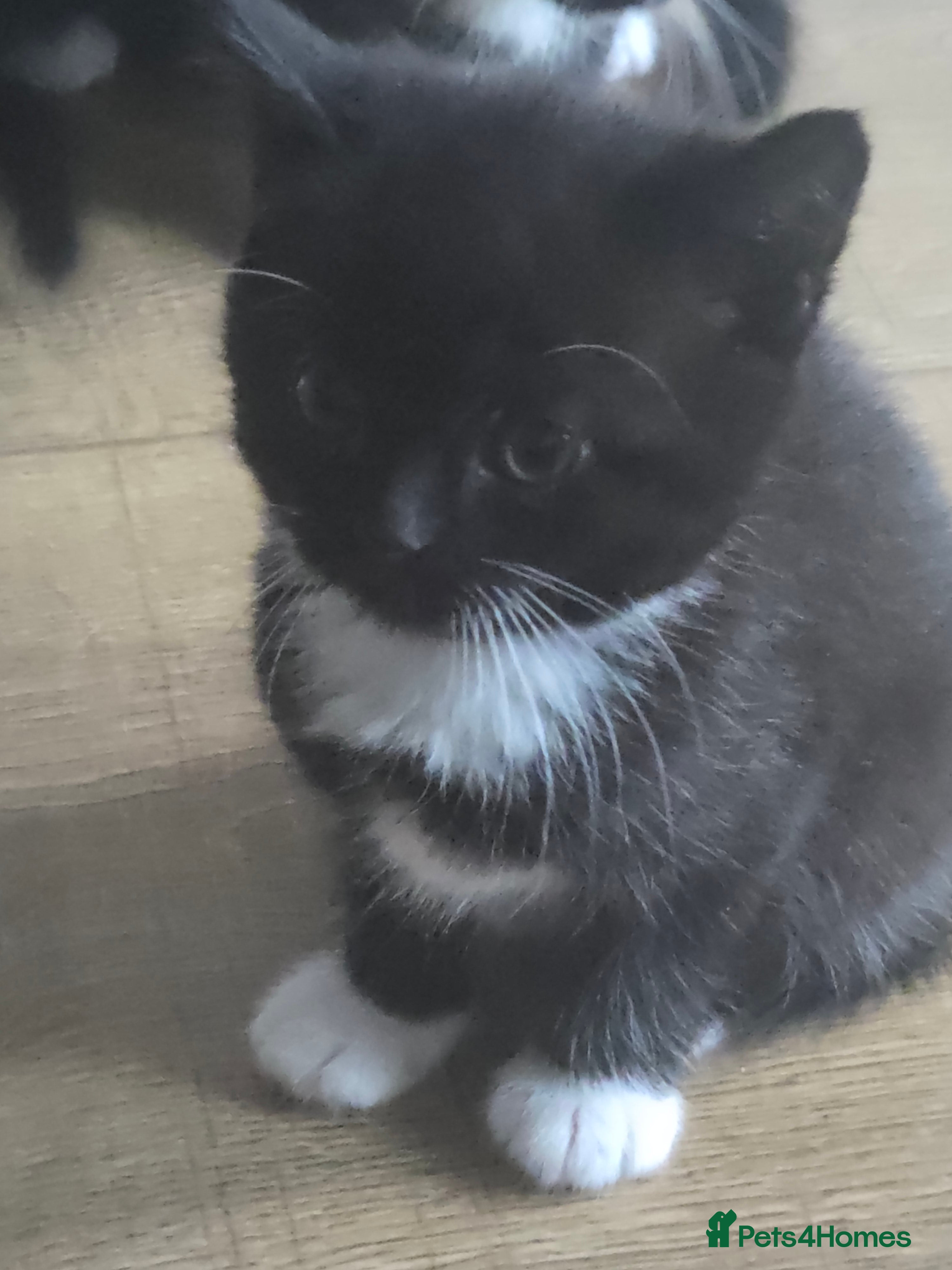 British Shorthair cats Five tuxedo  kittens  - Advert 3