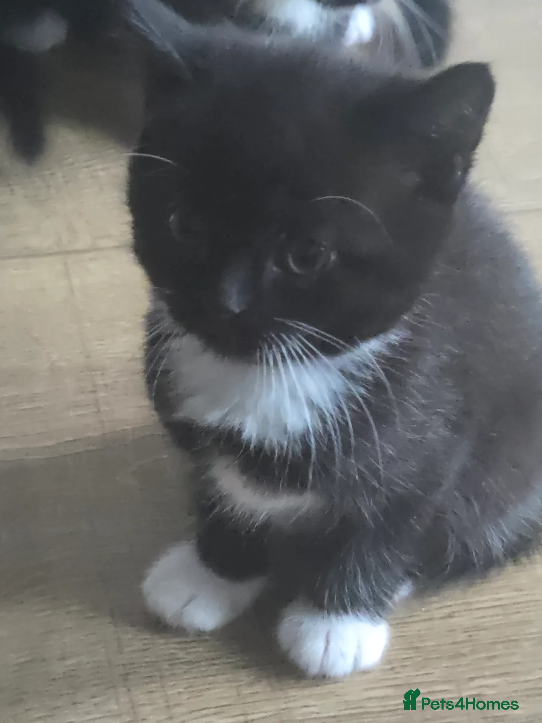 British Shorthair cats for sale: Five tuxedo  kittens  - Advert 1