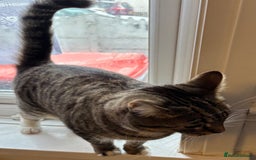Mixed Breed cats for sale: 2 beautiful girls looking for new home - Image 3