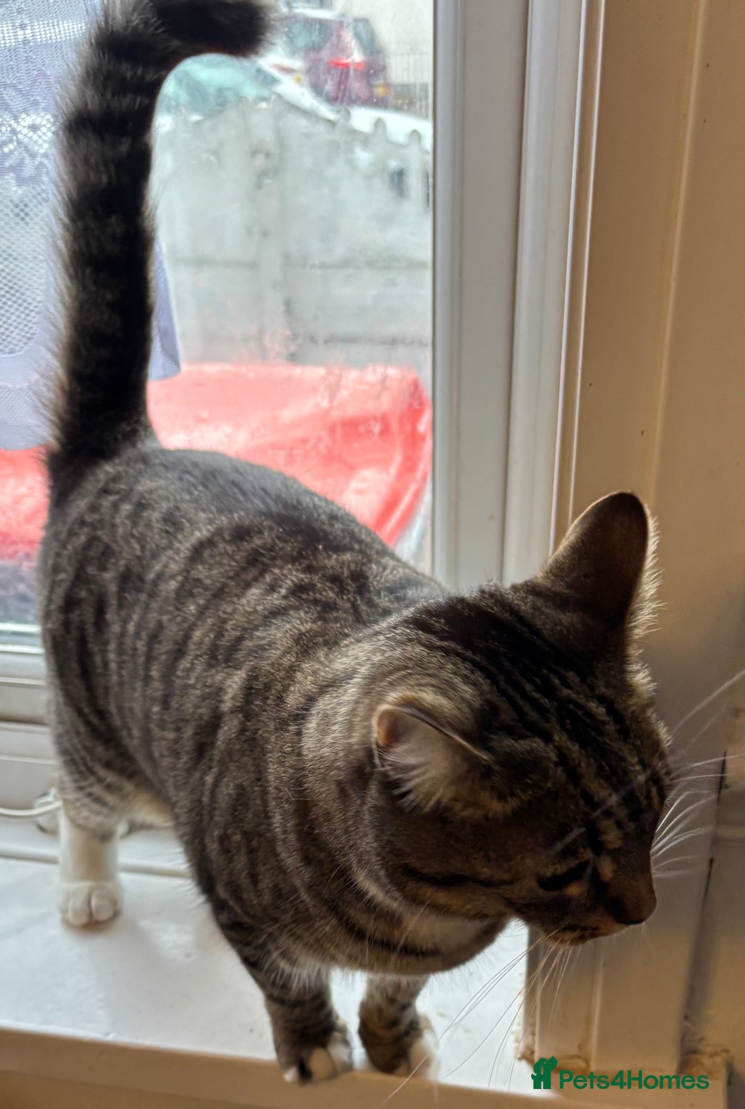 Mixed Breed cats for sale: 2 beautiful girls looking for new home - Image 3