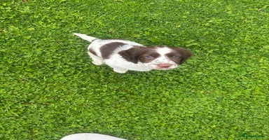 English Springer Spaniel dogs - Advert 3