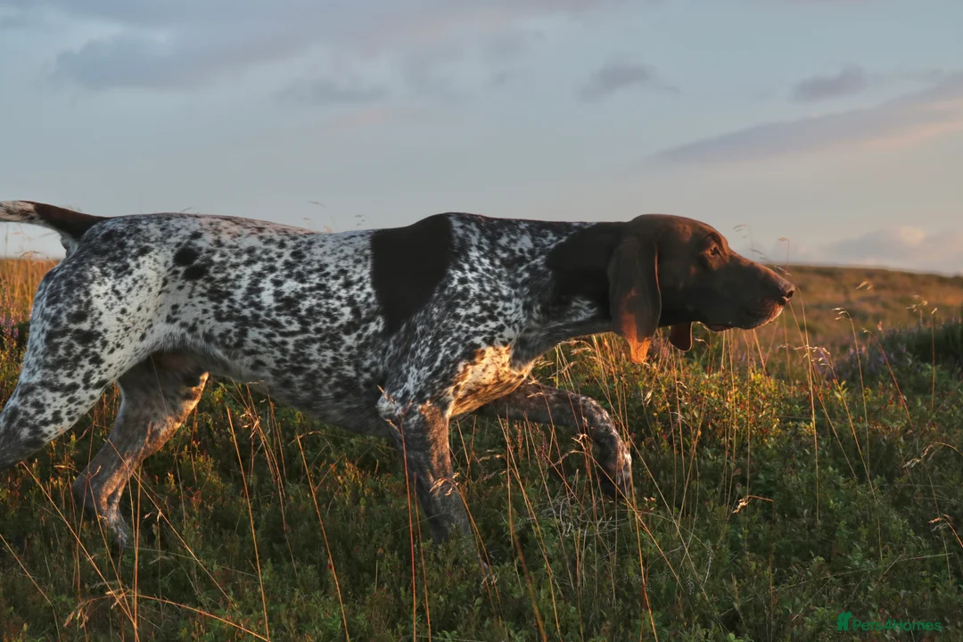 German Shorthaired Pointer dogs for stud: Excellent example Gsp kc and health tested. STUD in Lancaster - Advert 18