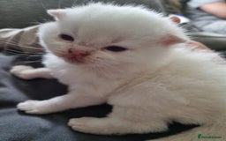 Scottish Fold cats for sale: British Short/ Scottish Fold - Image 3