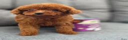 Toy Poodle dogs for sale: Asian toy poodle  - Advert 8