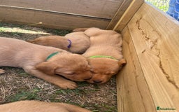 Labrador Retriever dogs for sale: Fox Red Labrador puppies  - Image 14
