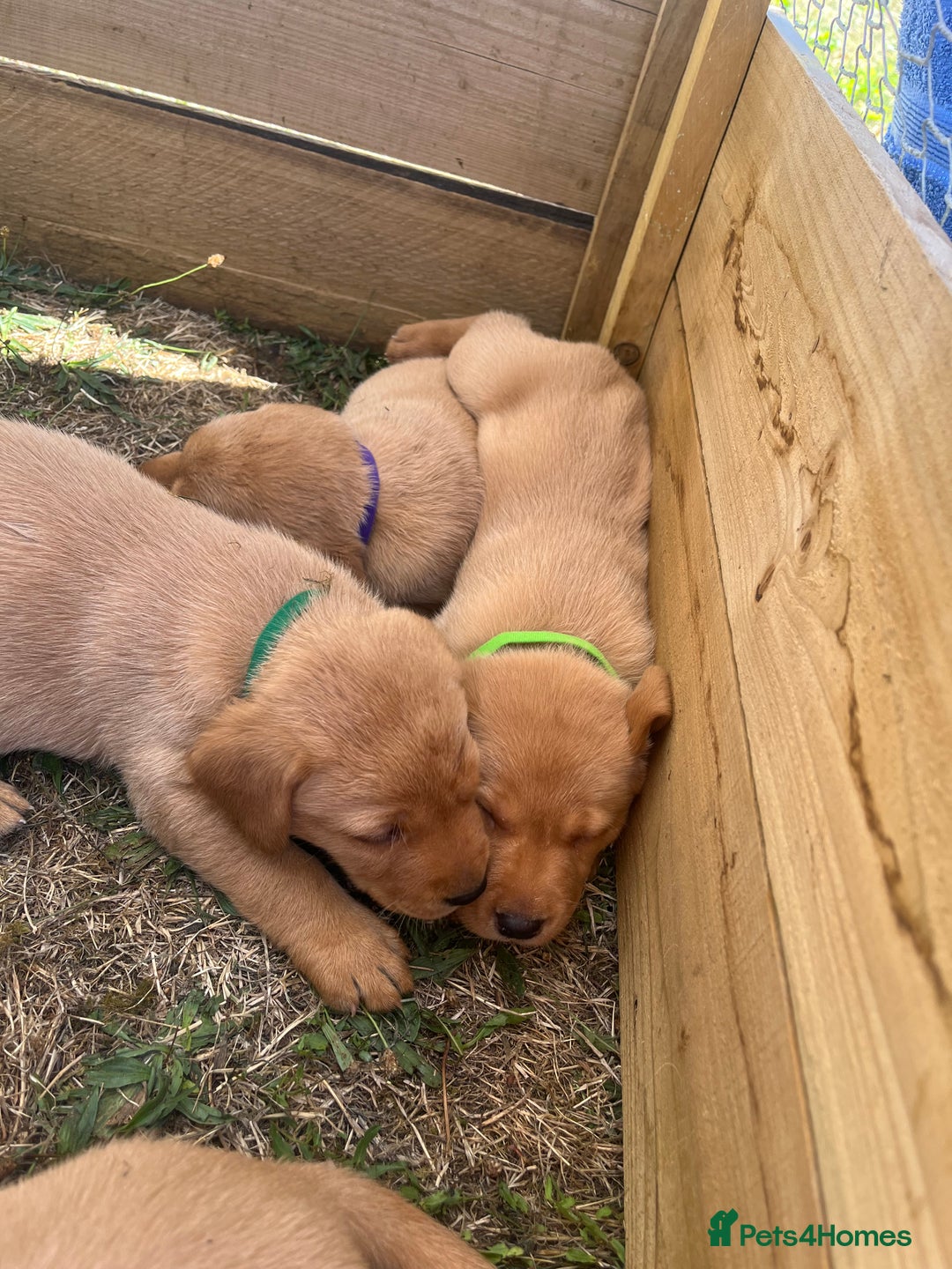 Labrador Retriever dogs for sale: Fox Red Labrador puppies  - Image 14