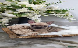 French Bulldog dogs for sale: French bulldog lilac/blue fawn  - Image 5