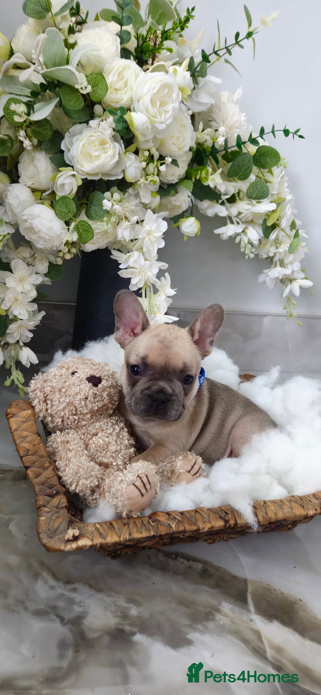 French Bulldog dogs for sale: French bulldog lilac/blue fawn  - Image 5