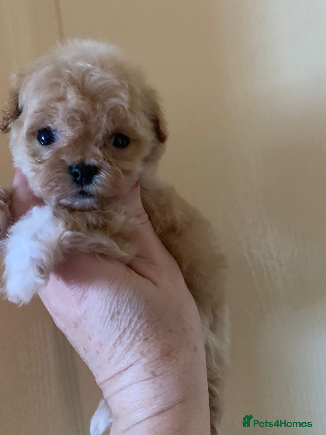 Maltipoo dogs for sale: Beautiful Korean Maltipoo Puppies–3 Girls &2 Boys  - Advert 18