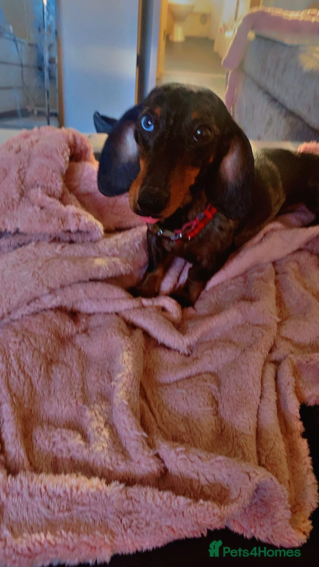 Miniature Dachshund dogs for sale: BEAUTIFUL PERFECT MINI DACHSHUND PEDIGREE PUP in Sheffield - Advert 2