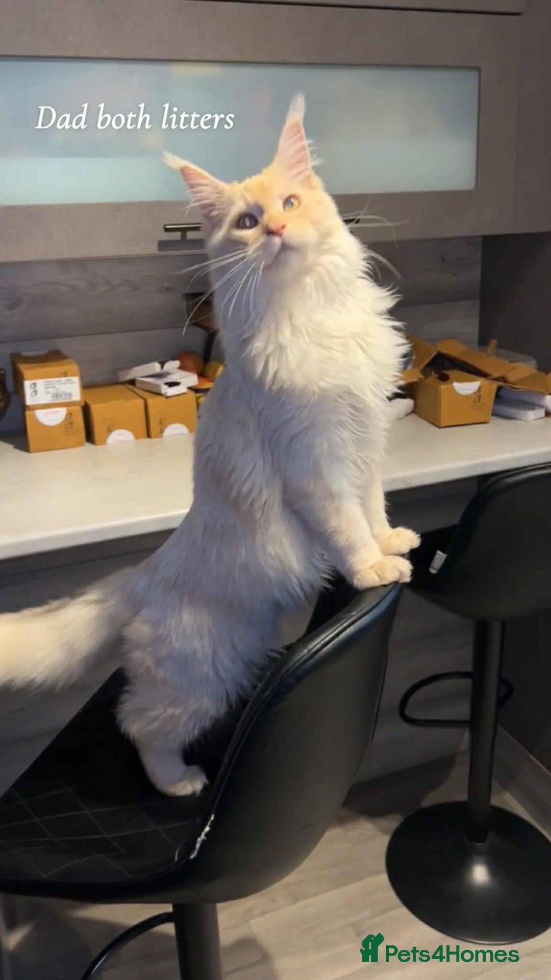 Maine Coon cats for sale: Mainecoon Kittens  - Image 2