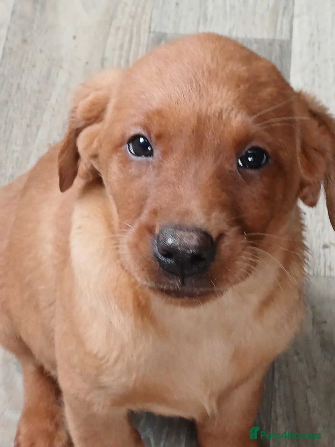 Labrador Retriever dogs for sale: LABRADOR PUPPIES - FOX RED - Advert 21