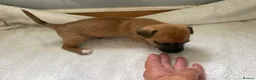 Jack Russell dogs for sale: Beautiful Jack Russell puppies  - Advert 26