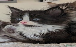 Maine Coon cats for sale: Maine Coon kittens - Image 6