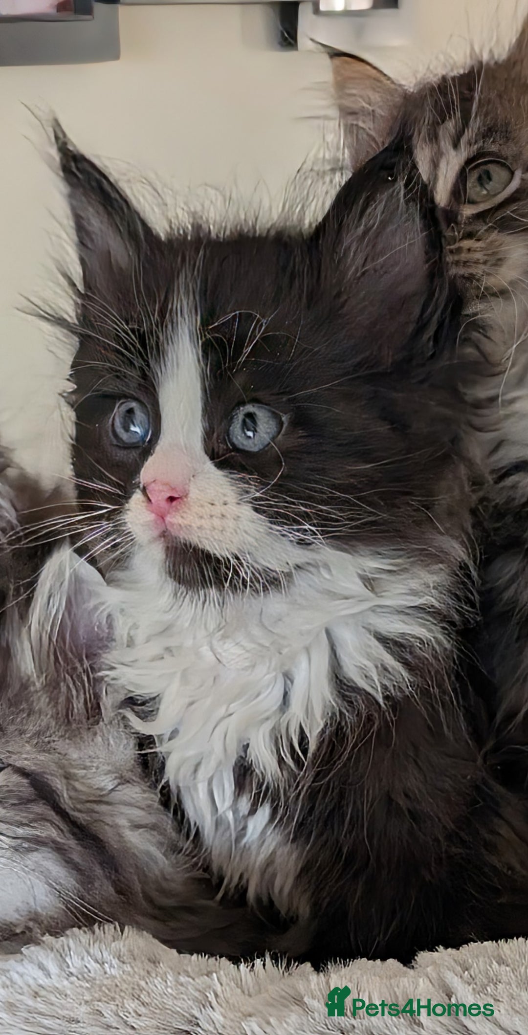 Maine Coon cats for sale: Maine Coon kittens - Image 6