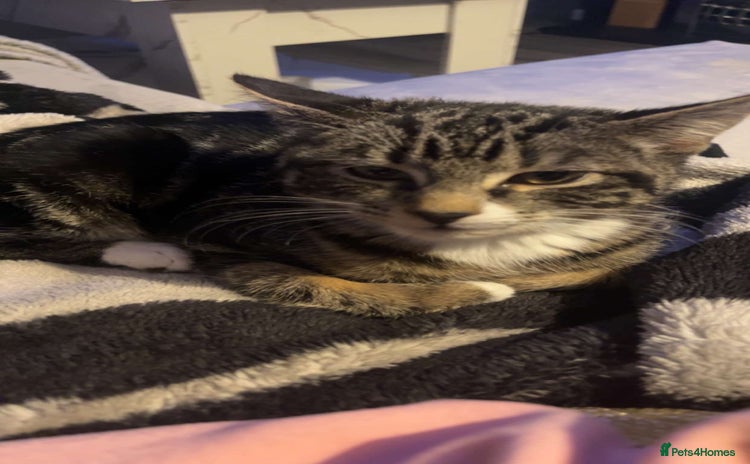 Domestic Shorthair cats - Advert 3