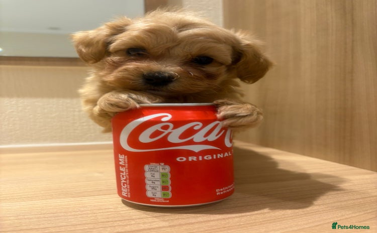 Maltipoo dogs - Advert 5