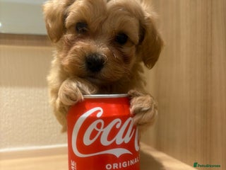 Maltipoo dogs - Advert 27