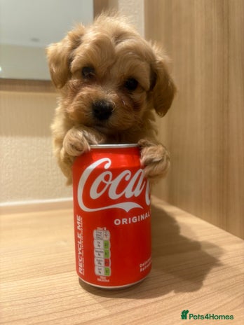 Maltipoo dogs - Advert 4