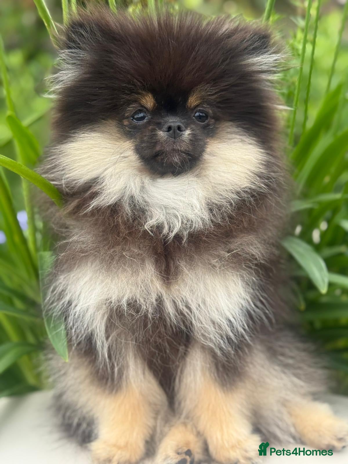 Pomeranian dogs Pomeranian  - Advert 1