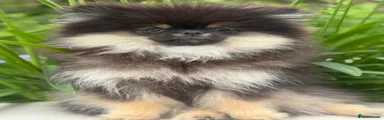 Pomeranian 1