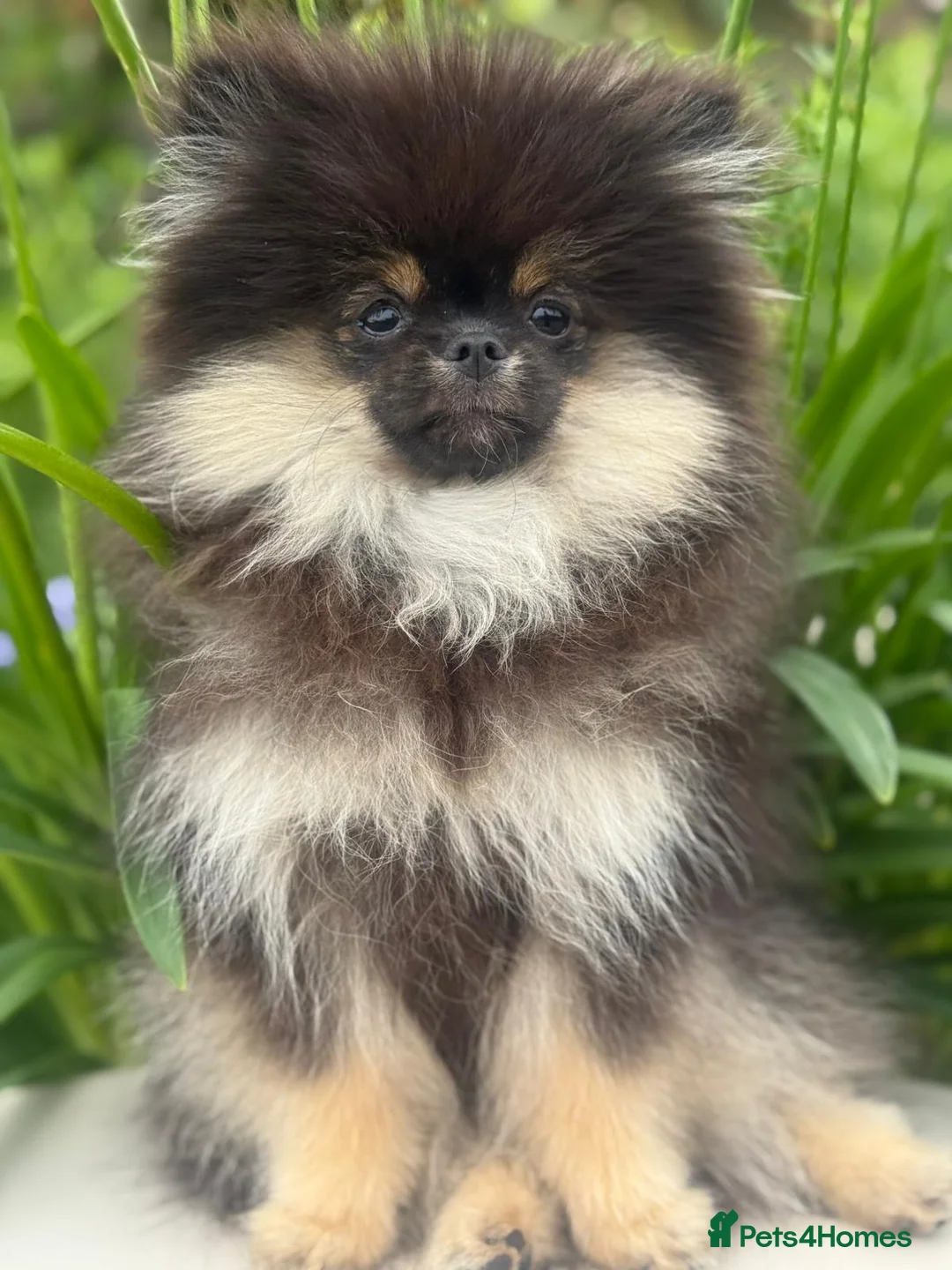 Pomeranian dogs for sale: Pomeranian  in Dudley - Advert 1