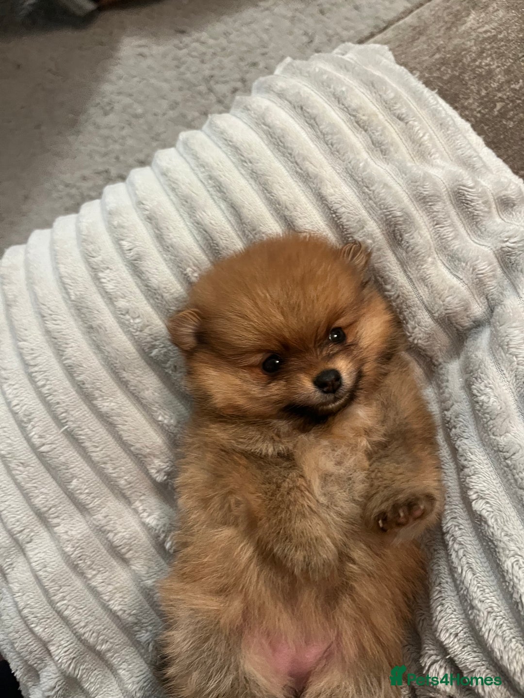 Pomeranian dogs for sale: Pom puppies - Image 4