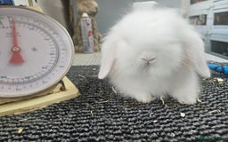 Mini Lion Lop rabbits for sale: Male and female double maned rew lionlops - Image 2