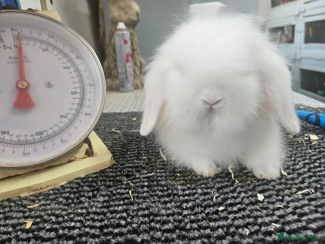 Mini Lion Lop rabbits for sale: Male and female double maned rew lionlops - Image 2