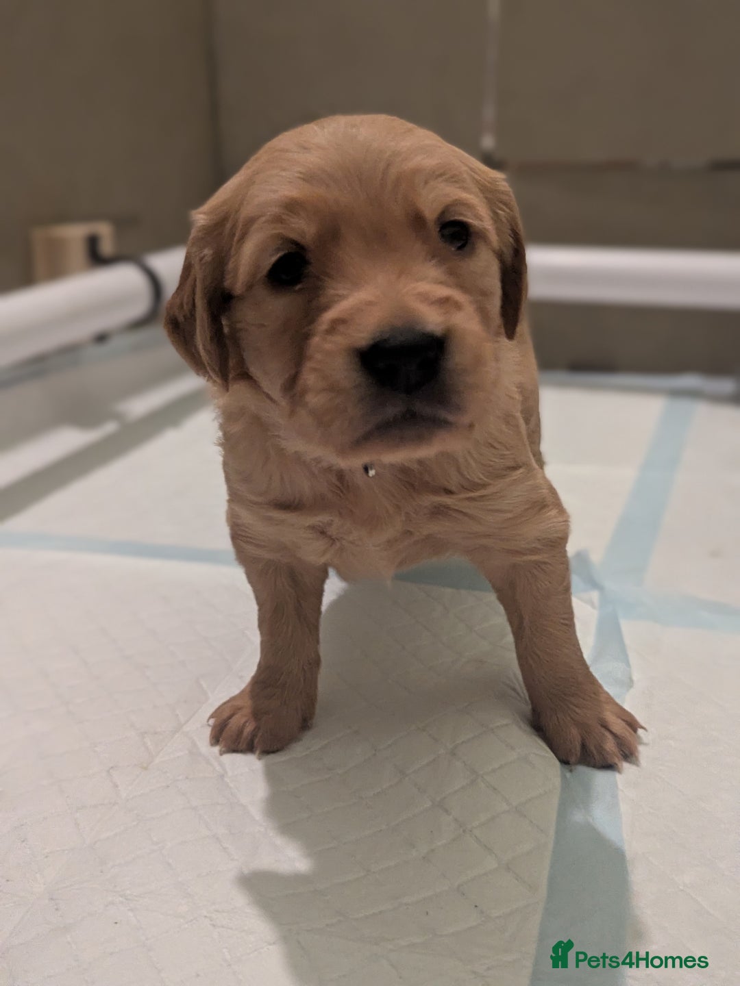 Golden Retriever dogs for sale: KC Registered Golden Retriever Puppies  - Advert 26