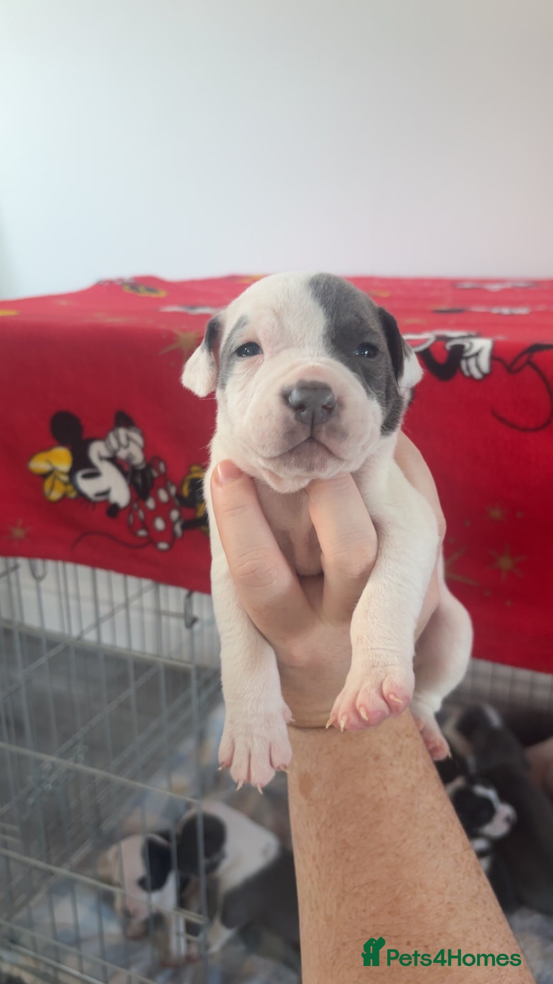 Staffordshire Bull Terrier dogs for sale: Staffordshire bull terriers  - Image 9