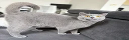 British Shorthair cats for sale: Pebble - Gorgeous Girl Looking For New Home - Advert 6