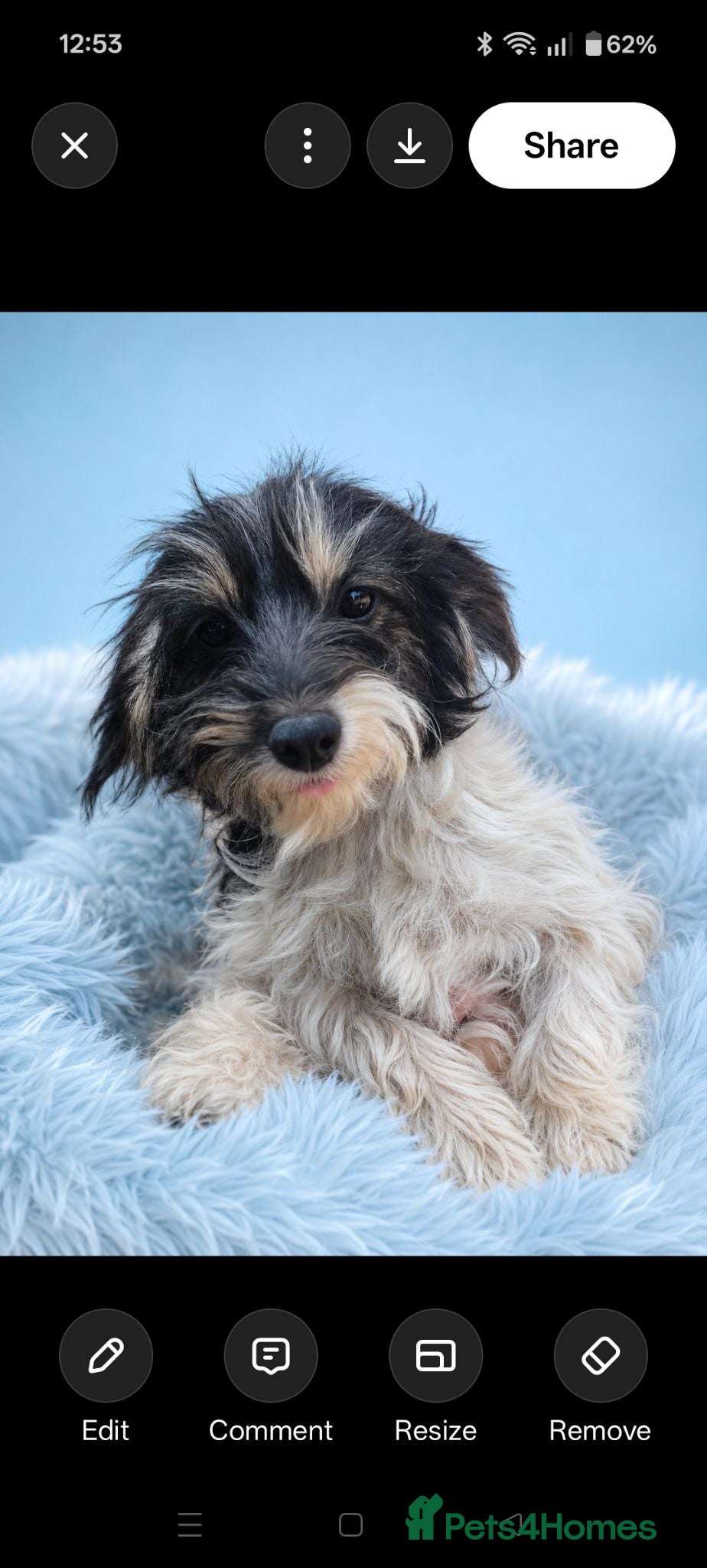 Cockapoo dogs  🐕⭐Miniature Cockapoos Ready Now🐕⭐ - Advert 1