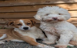 Mixed Breed dogs for adoption: Meet Nina  - Image 9