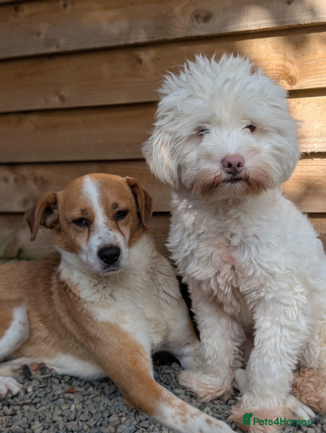 Mixed Breed dogs for adoption: Meet Nina  - Image 9