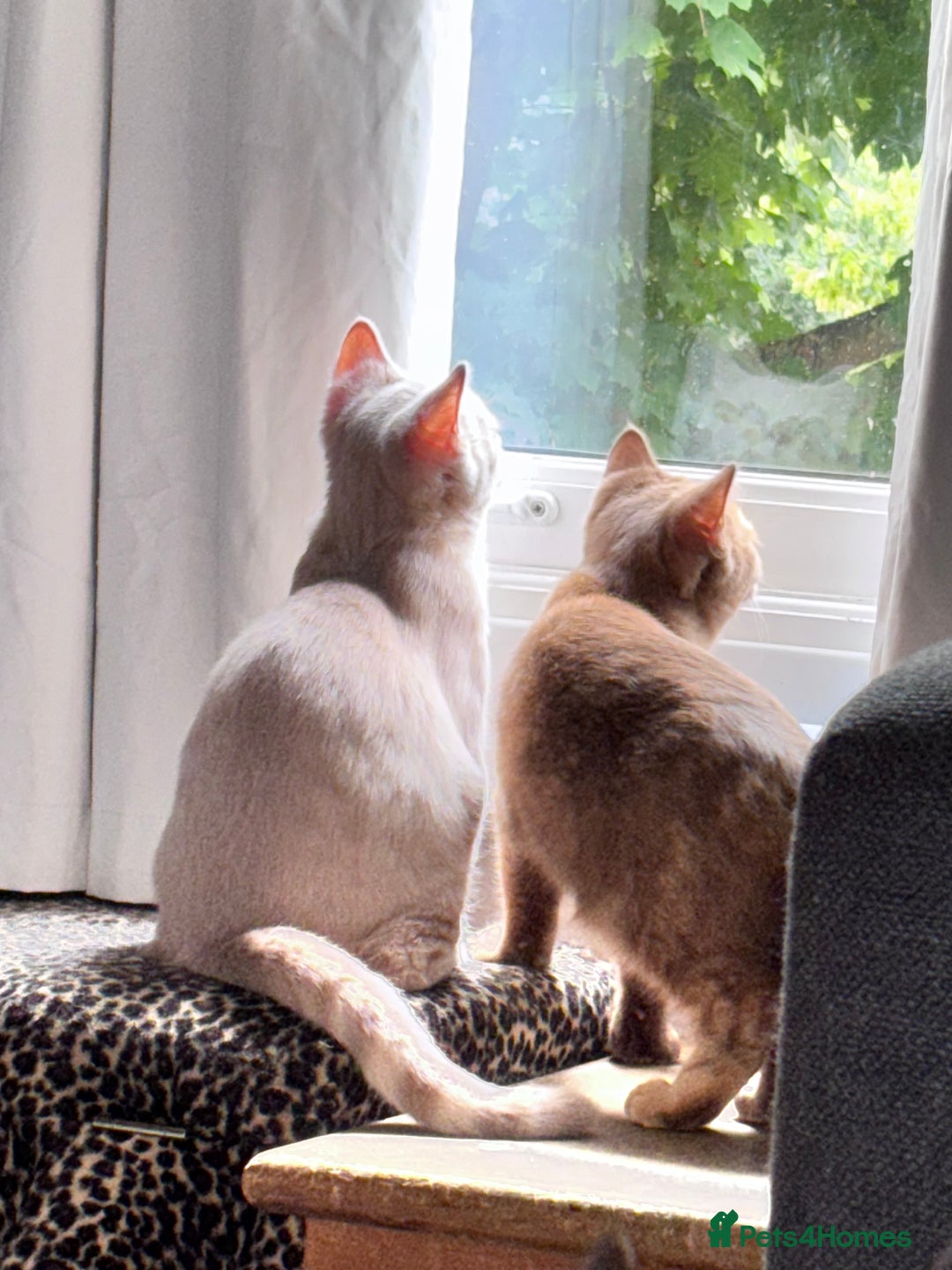 British Shorthair cats for sale: Beautiful British shorthair kittens  - Image 11