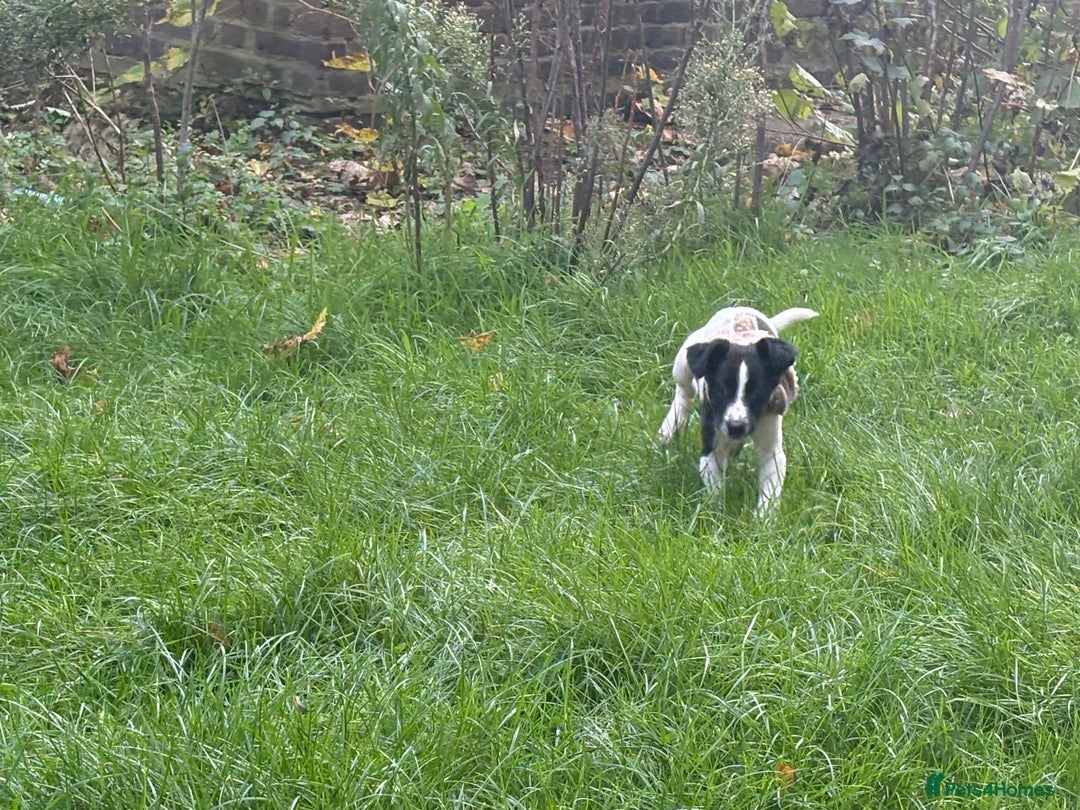 Mixed Breed dogs for sale: Puppy for sale  - Advert 6