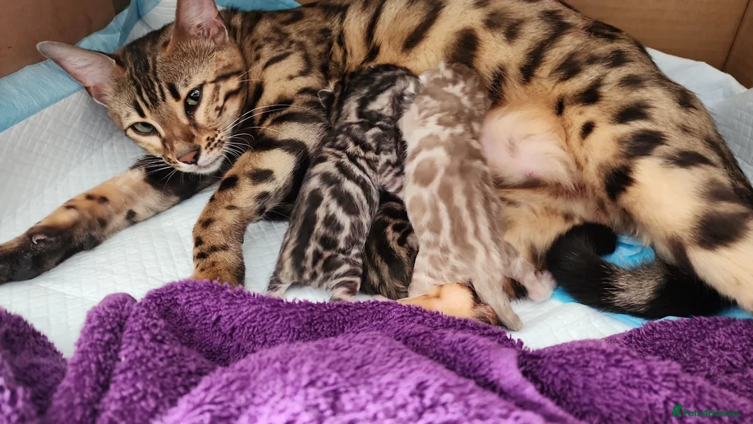 Bengal cats for sale: Firestorm Vespa's 1st litter pedigree kittens - Advert 1