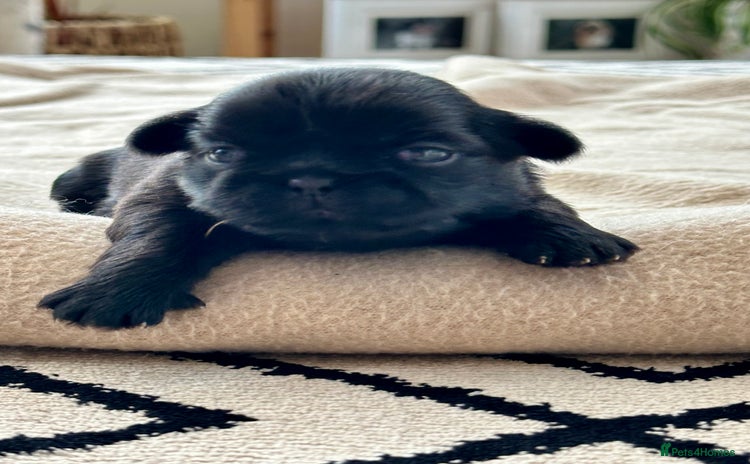 Shih Tzu dogs - Advert 12