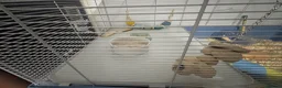 Hamster rodents for sale: Rocky the Syrian hamster  in Oldbury - Advert 4