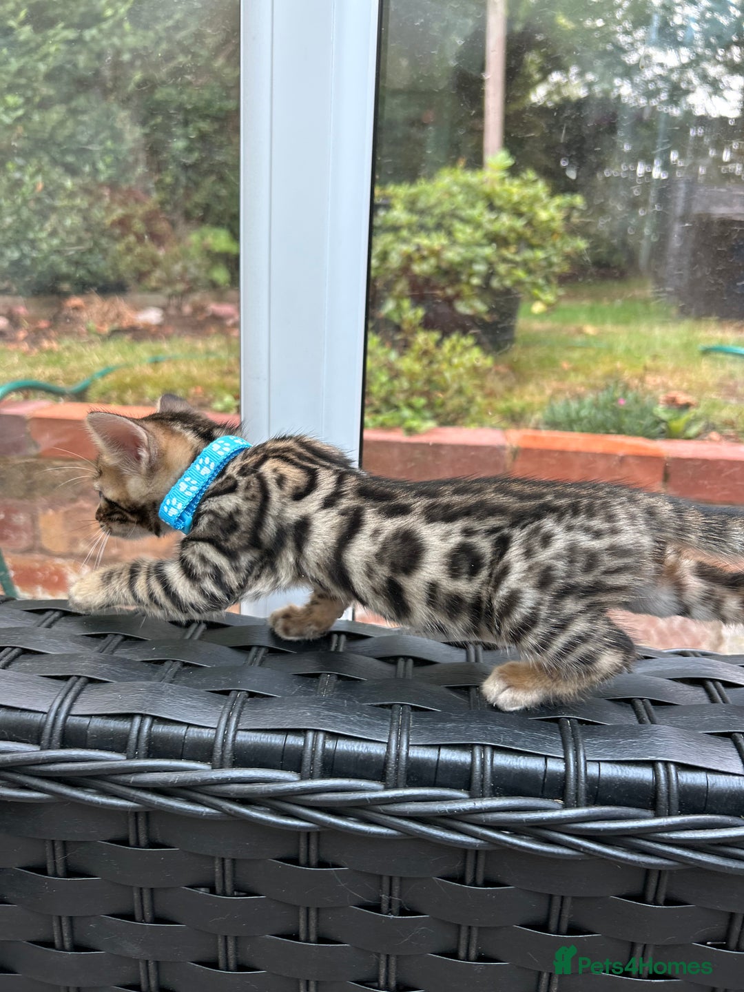 Bengal cats for sale: ❤️ PURE BENGAL KITTENS FOR RESERVATION! ❤️ in Birmingham - Image 4