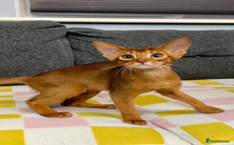 Abyssinian cats Raised with Love Abyssinian Kittens - Advert 12